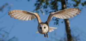 Lees meer over het artikel Karuna (compassie)